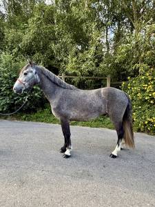 Gelding Connemara For sale 2023 Grey