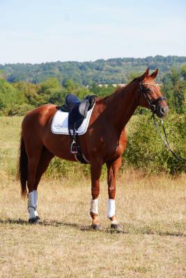 Gelding hanoverian for sale 2018 chesnut