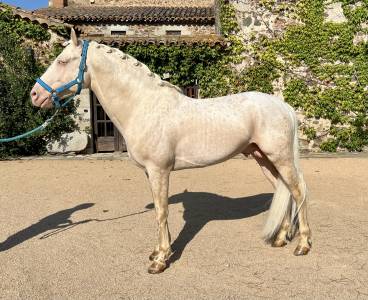 Semental cremello, noble y seguro