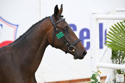 Mare selle français for sale 2023 bay