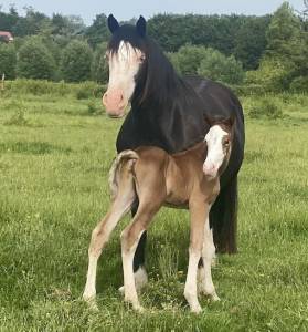 Puledro pfs pony francese da sella in vendita 2026 baio
