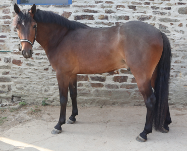 Ruin franse rijpony pfs te koop 2023 bruin / bai ,  o ma doué kersidal