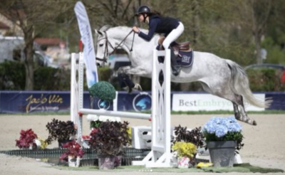 Mare French Saddle Pony For sale 2014 Grey