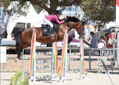 Merrie Welsh Pony (Section D), Welsh Cob  Te leen 2015 Donker bruin / bai