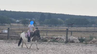 Mare shetland pony for sale 2023 coloured