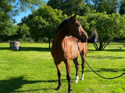 Cheval hongre demi-sang 5 ans