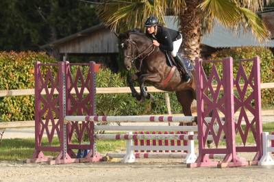 Hongre - selle français - 5 ans - cso - france
