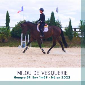 Caballo castrado silla francés en venta 2022 bayo moreno