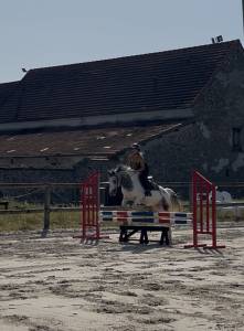 Gelding French Saddle Pony For sale 2022 Grey