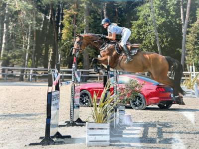 Cavalla Sella Francese In vendita 2019 Baio