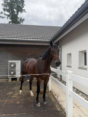 &Agrave; vendre jeune cheval 