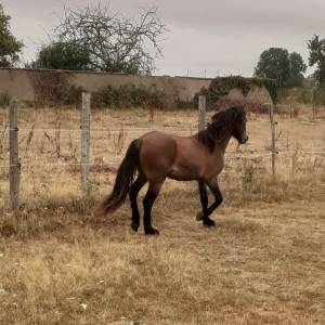 Gelding Dartmoor For sale 2025 Bay
