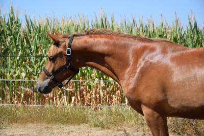 Entire new forest for sale 2025 liver chestnut