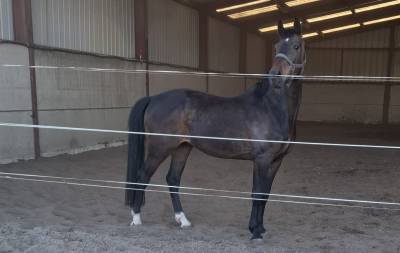 Top cheval de rando