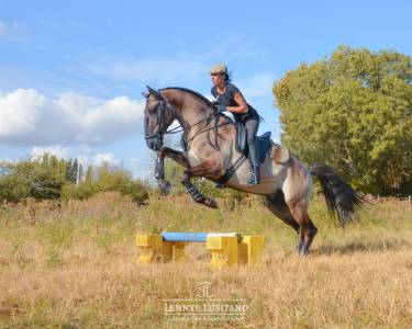 Stallone lusitano in vendita 2018 grullo ,  ourem sag
