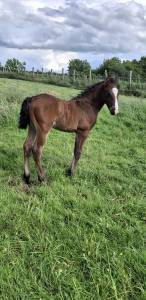 Colt French Saddle Pony For sale 2026 Bay