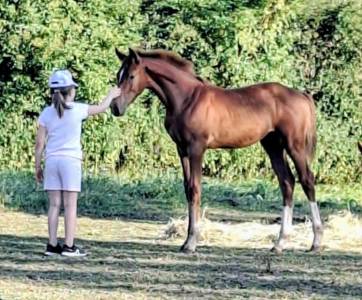 K’ptain dhf z – foal rare par kassander, 80% black type