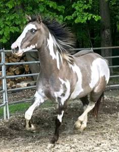 Caballo pinto de 1 año de edad en venta