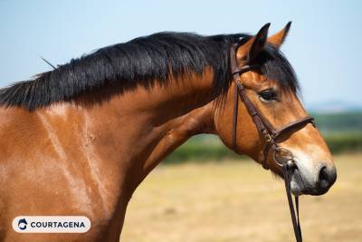 Castrone haflinger in vendita 2022 isabella ,  amiral de minuit