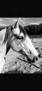 à vendre – ramsès ? lusitanien • 7 ans • 1,61 m