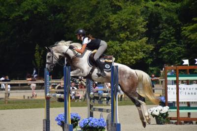 Gelding Selle Fran&ccedil;ais For sale 2018 Coloured