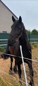 Frisonne assurance vie