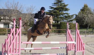 Mare Dutch Riding Pony For sale 2015 Palomino