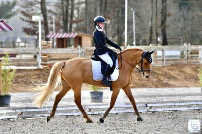 Gelding French Saddle Pony For loan 2012 Silver dapple