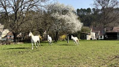 Gelding Dutch Riding Pony Part-Livery 2013 Grey