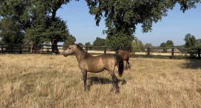Gelding Welsh Part Bred For sale 2025 Buckskin
