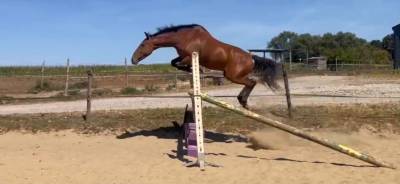 Poney cso /cce 