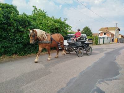Gelding comtois for sale 2022 chesnut