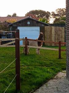 Stallion Shetland Pony For sale 2016 Chesnut