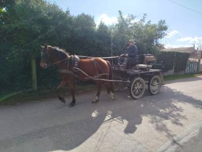 Gelding origin recorded for sale 2023 bay