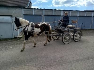 Mare origin recorded for sale 2023 coloured