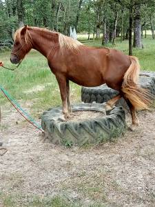 Mare new forest for sale 2022 liver chestnut