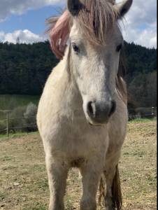Mare Origin Recorded For sale 2022 Grey