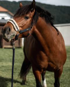 Jument Franche Montagne 8 ans