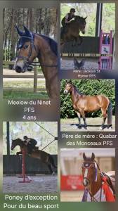 Ruin franse rijpony pfs te koop 2022 donker bruin / bai ,  jackson st hymer