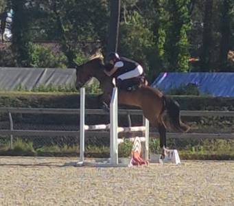 Ruin franse rijpony pfs te koop 2022 donker bruin / bai ,  jackson st hymer