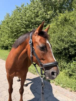Mare French Saddle Pony For sale 2016 Chesnut