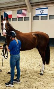 ? deamon de chachalix z– 2 ans – futur cheval de sport