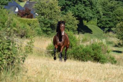 Hongre kwpn a vendre 4 ans 
