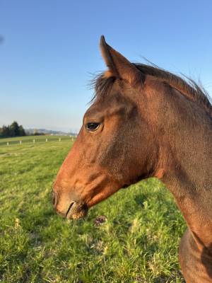 Puledro aes anglo european studbook in vendita 2026 baio ,  caïd des fougères