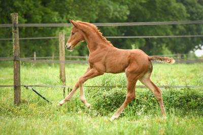Qourège grez neuville foal de dressage