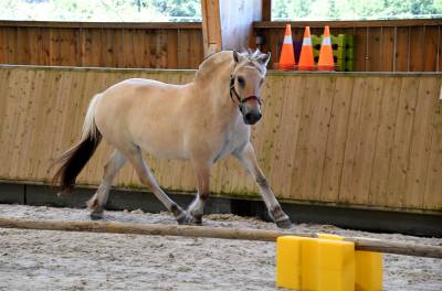 Jument - fjord - 4 ans -dressage / polyvalente - france
