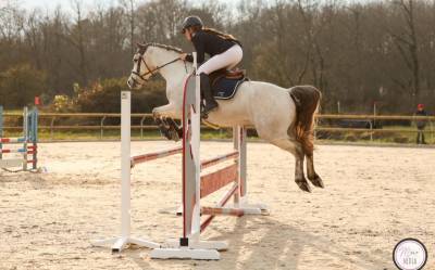 Gelding French Saddle Pony For sale 2020 Grey