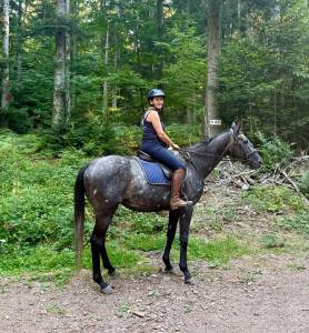 Gelding english thoroughbred for sale 2021 grey