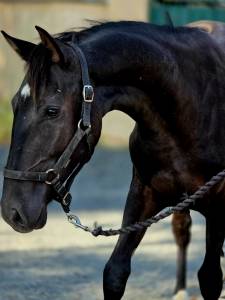 Mare paint for sale 2025 black
