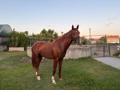 Stallion Zangersheide for sale